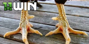 Cách xem vảy gà đá cựa sắt được chia sẻ thì các kê thủ giàu kinh nghiệm tại 11WIN