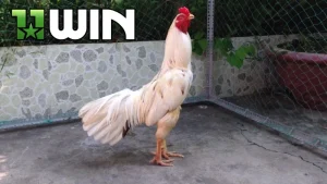 Gà bướm là gì, cùng 11WIN tìm hiểu thông tin quan trọng về loại gà đá này