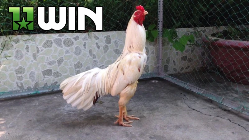 Gà bướm là gì, cùng 11WIN tìm hiểu thông tin quan trọng về loại gà đá này