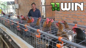 Hướng dẫn bạn Cách Nuôi Gà Chọi hiệu quả nhất năm 2026