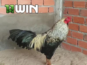 Tìm hiểu Gà chuối là gì và cách lựa chọn gà chuối đá độ hiệu quả